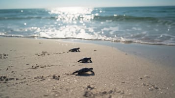 baby turtles racing to the ocean for the first time
