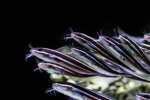 Close-up image of a synchronized school of striped fish swimming together against a dark background, illustrating precision, coordination, and collective movement.